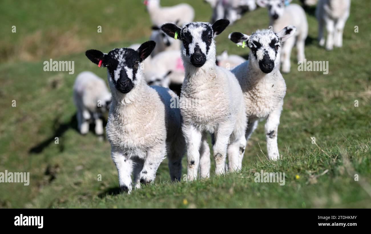 Young North of England Mule lambs playing in a pasture during lambing time in the Yorkshire Dales. UK. Stock Photo