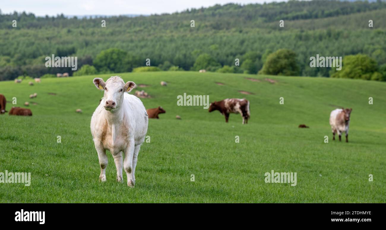 Shorthorn cattle grazing hires stock photography and images Alamy
