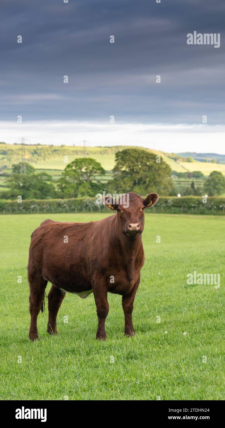 Beef Shorthorn cattle grazing on pasture land, farmed with Regenerative