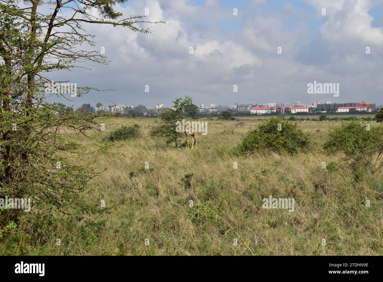 An African giraffe standing next to a single tree and eating its leaves in the grass savannah in Nairobi National Park Stock Photo