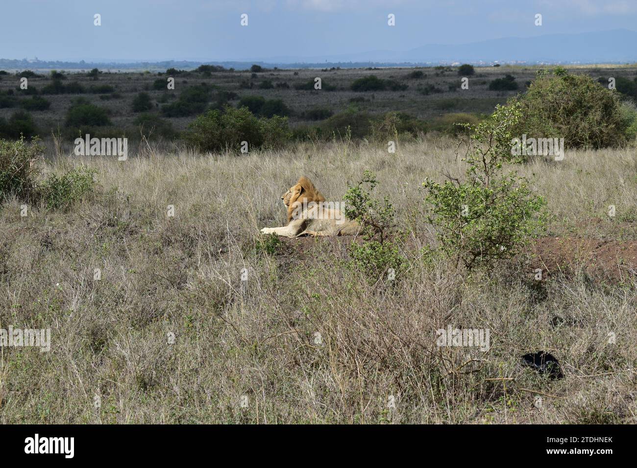 A majestic male lion laying on a dirt patch in the sun between the grass in Nairobi National Park Stock Photo