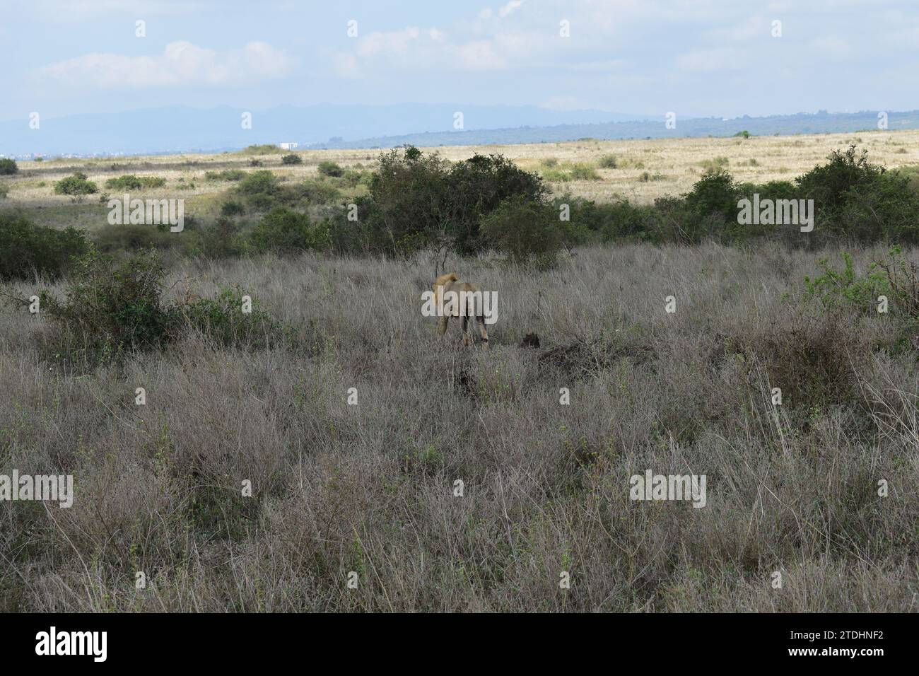 African lion male walking hi-res stock photography and images - Alamy