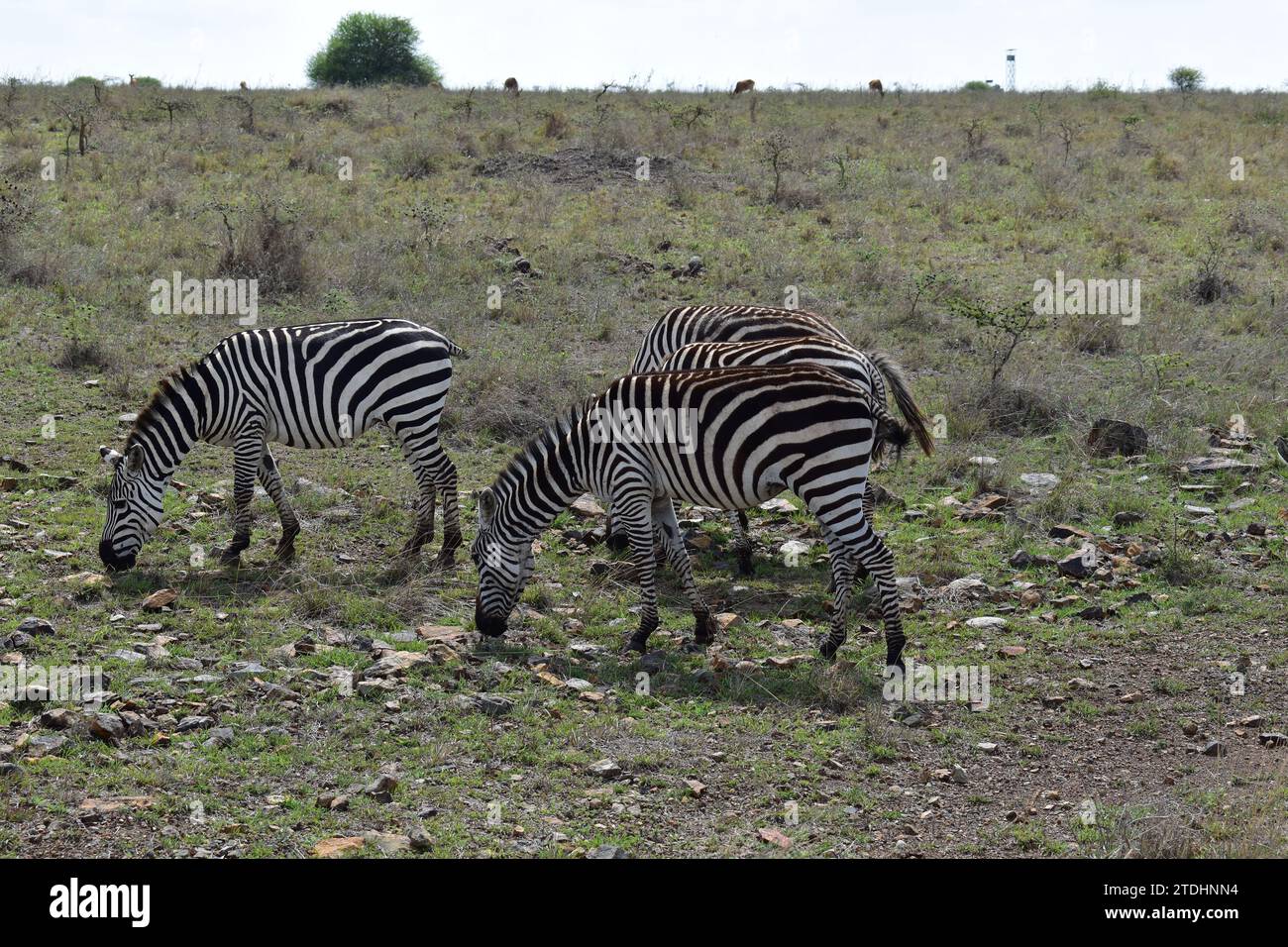 A herd of zebras grazing on the grass plains in Nairobi National Park Stock Photo