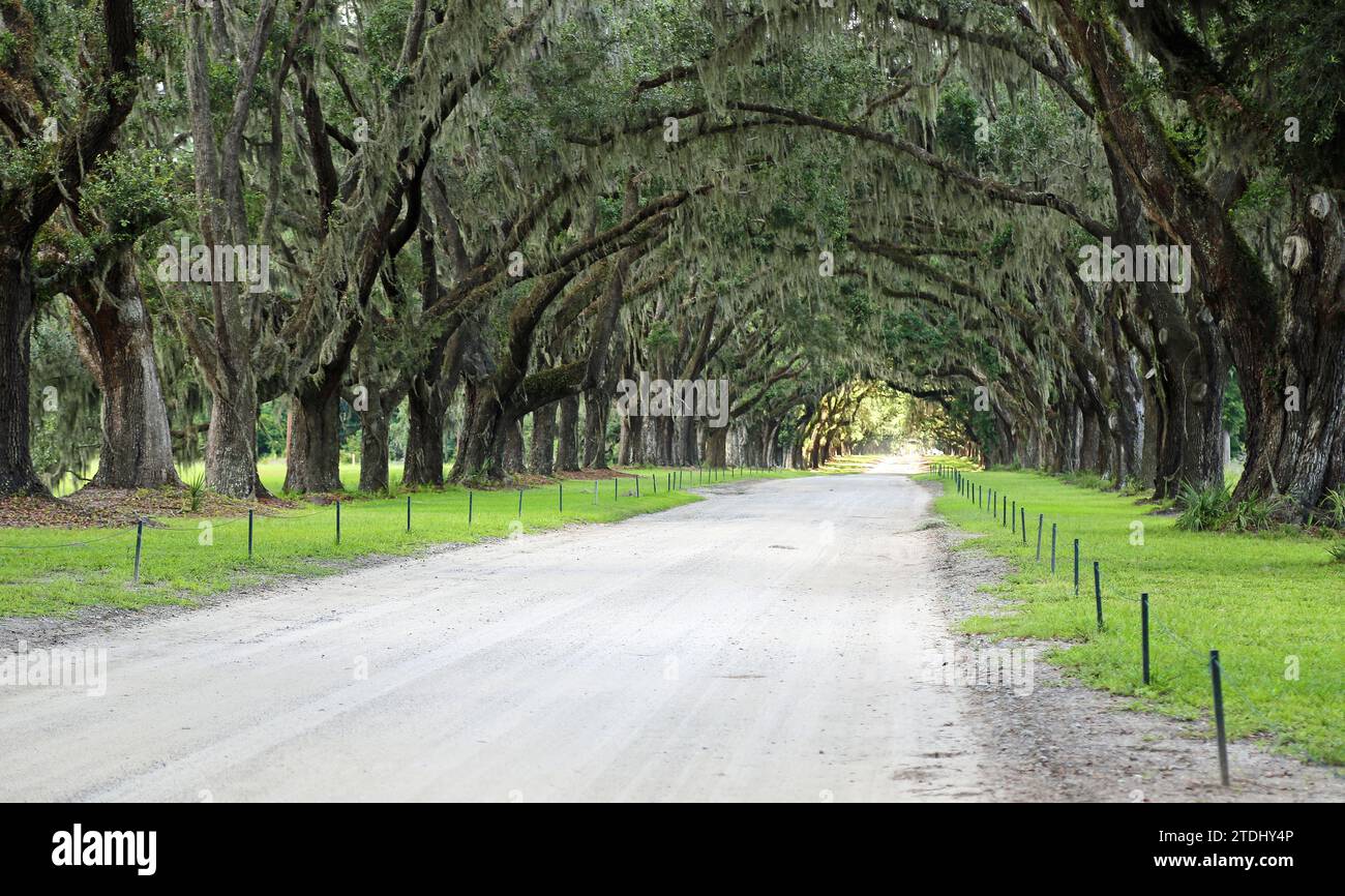 Alley into the light, Savannah Stock Photo