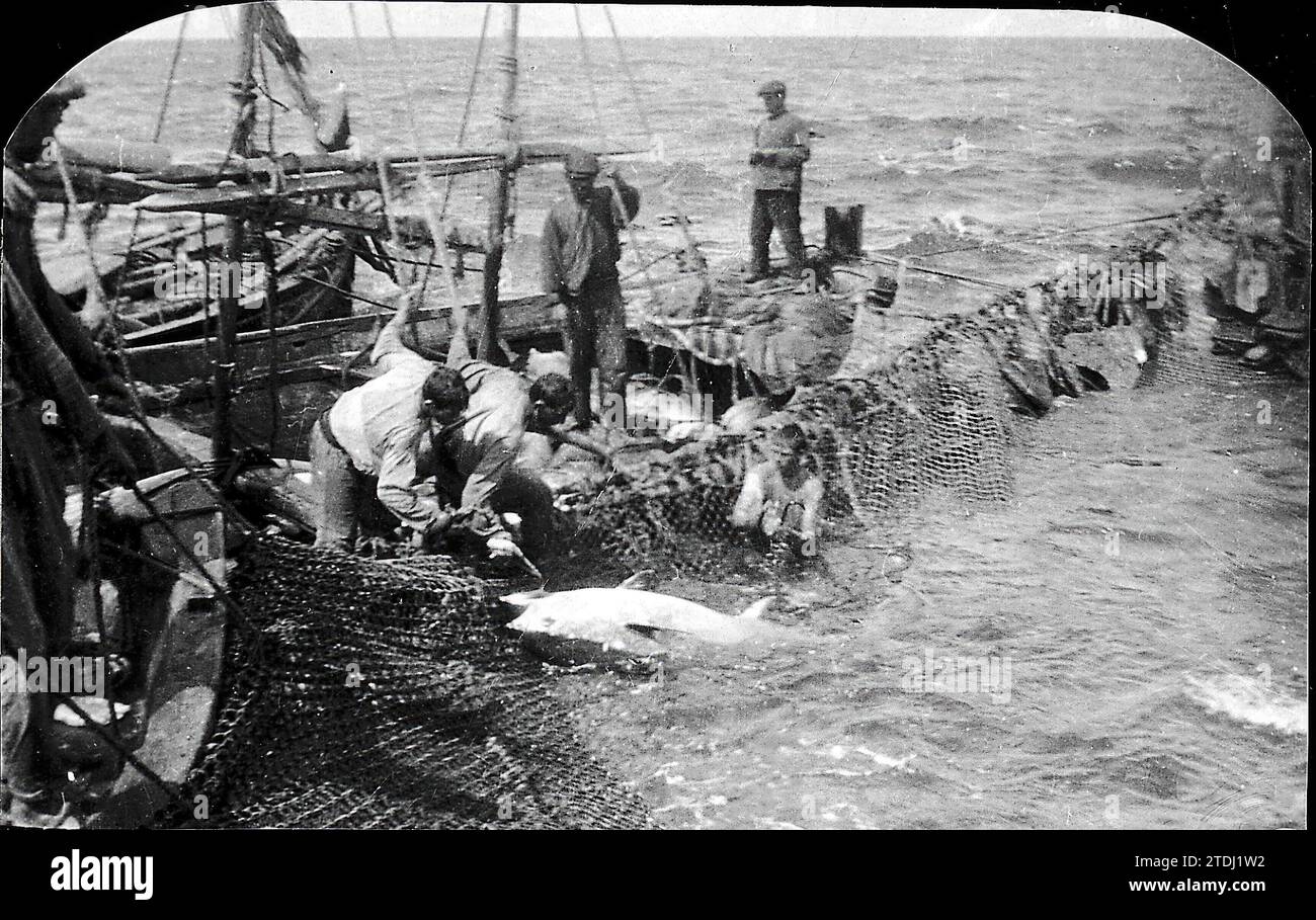 Portil (Huelva). 1910 (CA.). Fishing with seine. Moment in which the trawlers have captured a specimen of tuna. Credit: Album / Archivo ABC Stock Photo