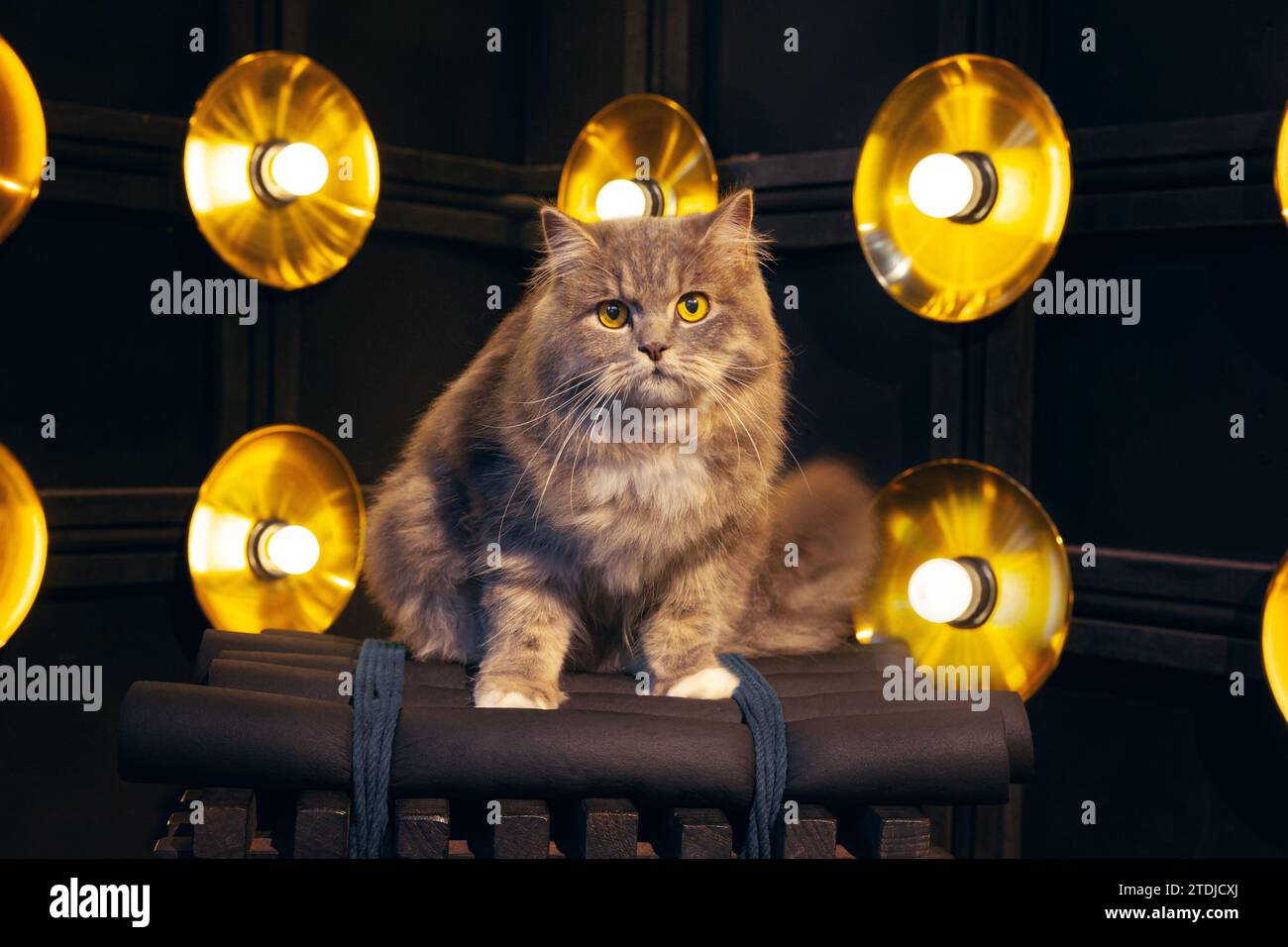 Gray silver tabby british longhair cat sitting on black wooden chair with dark light luxury background behind Stock Photo