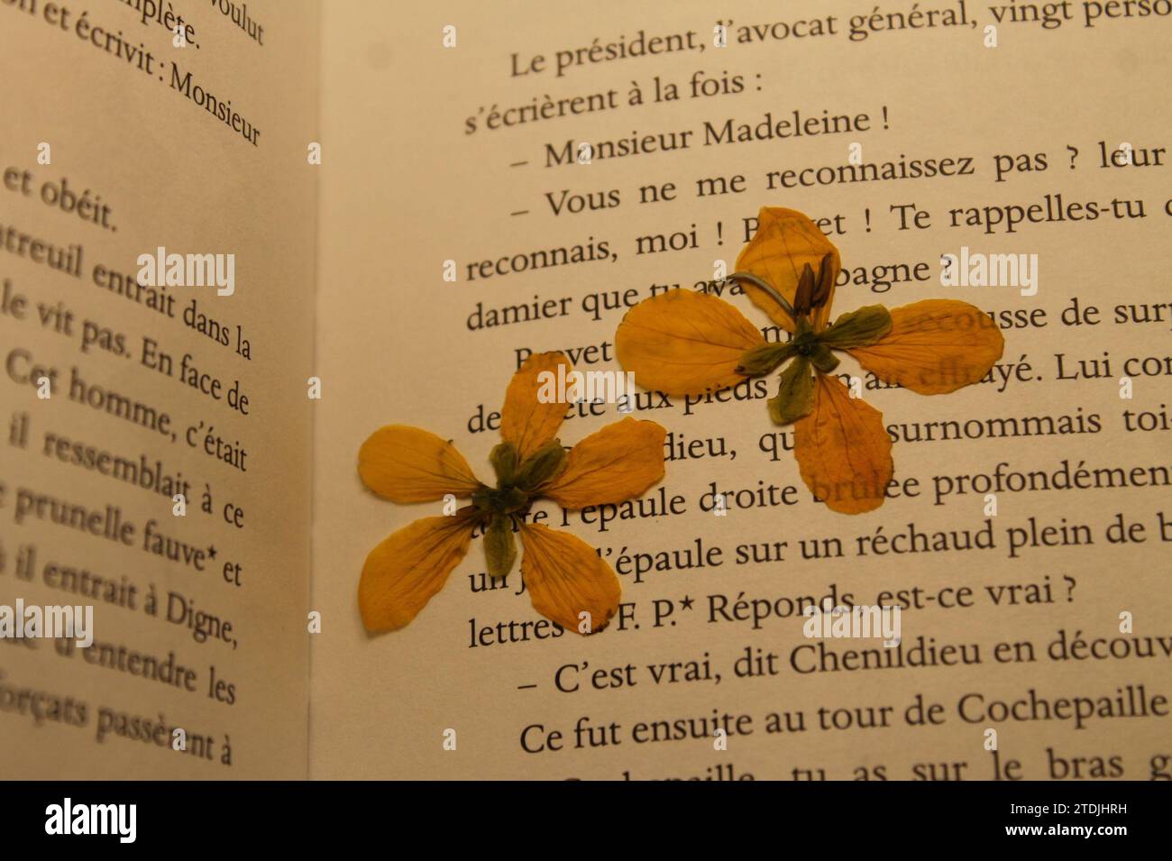 Pressed dried flowers in a French book (novel Stock Photo Alamy
