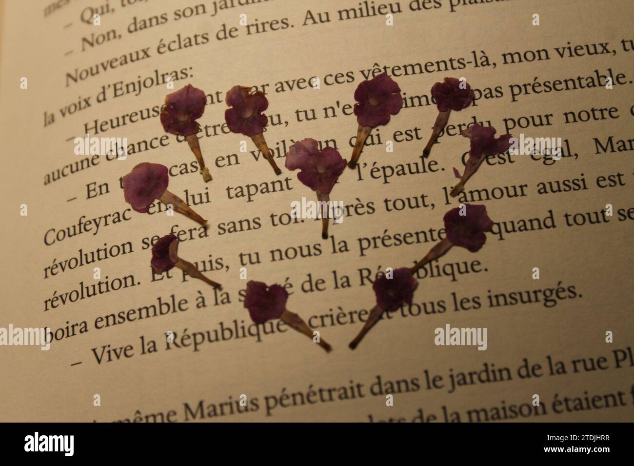 Pressed dried flowers in a French book (novel Stock Photo Alamy