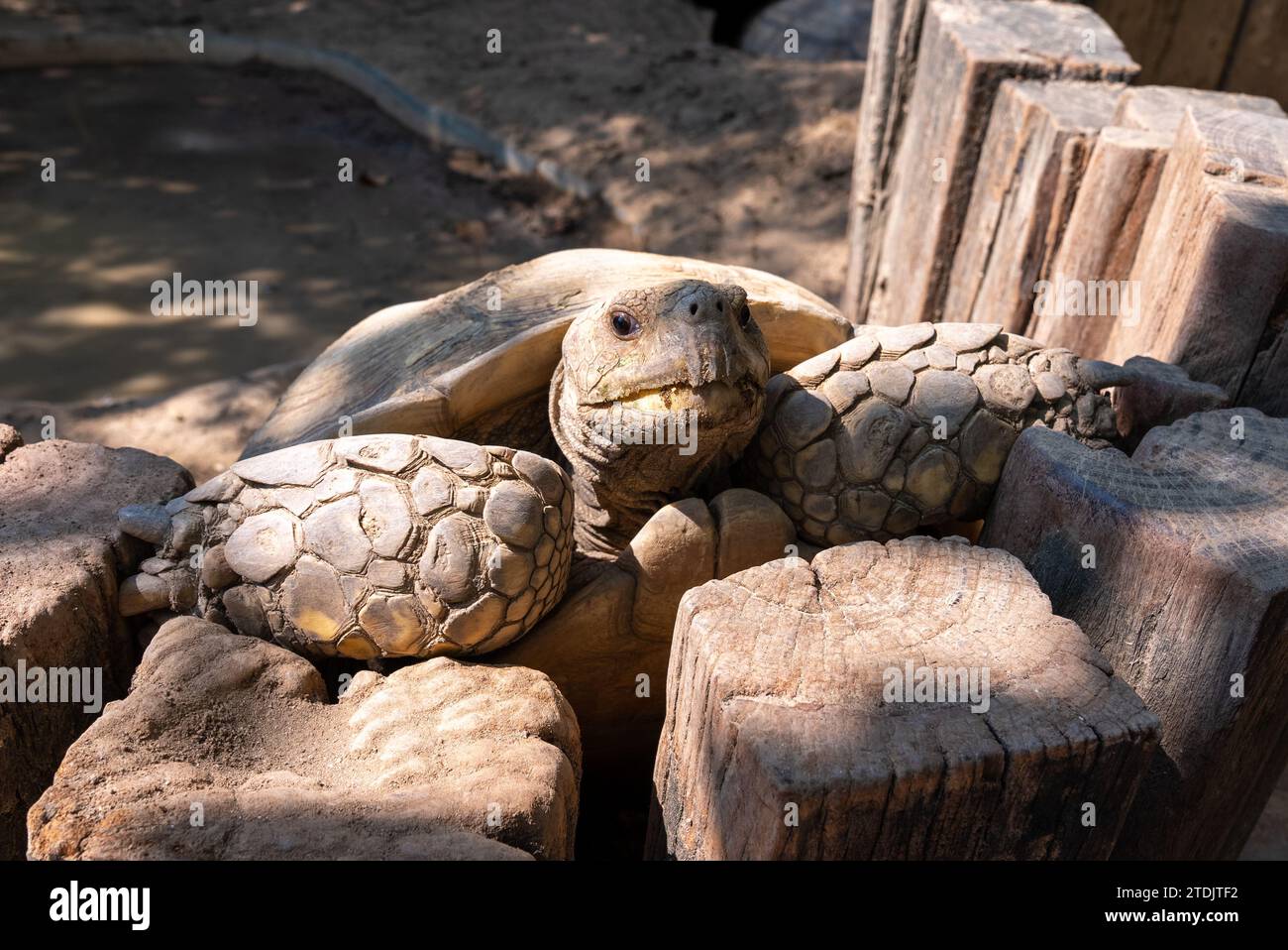 Turtles Terrapins and Tortoises Stock Photo - Alamy