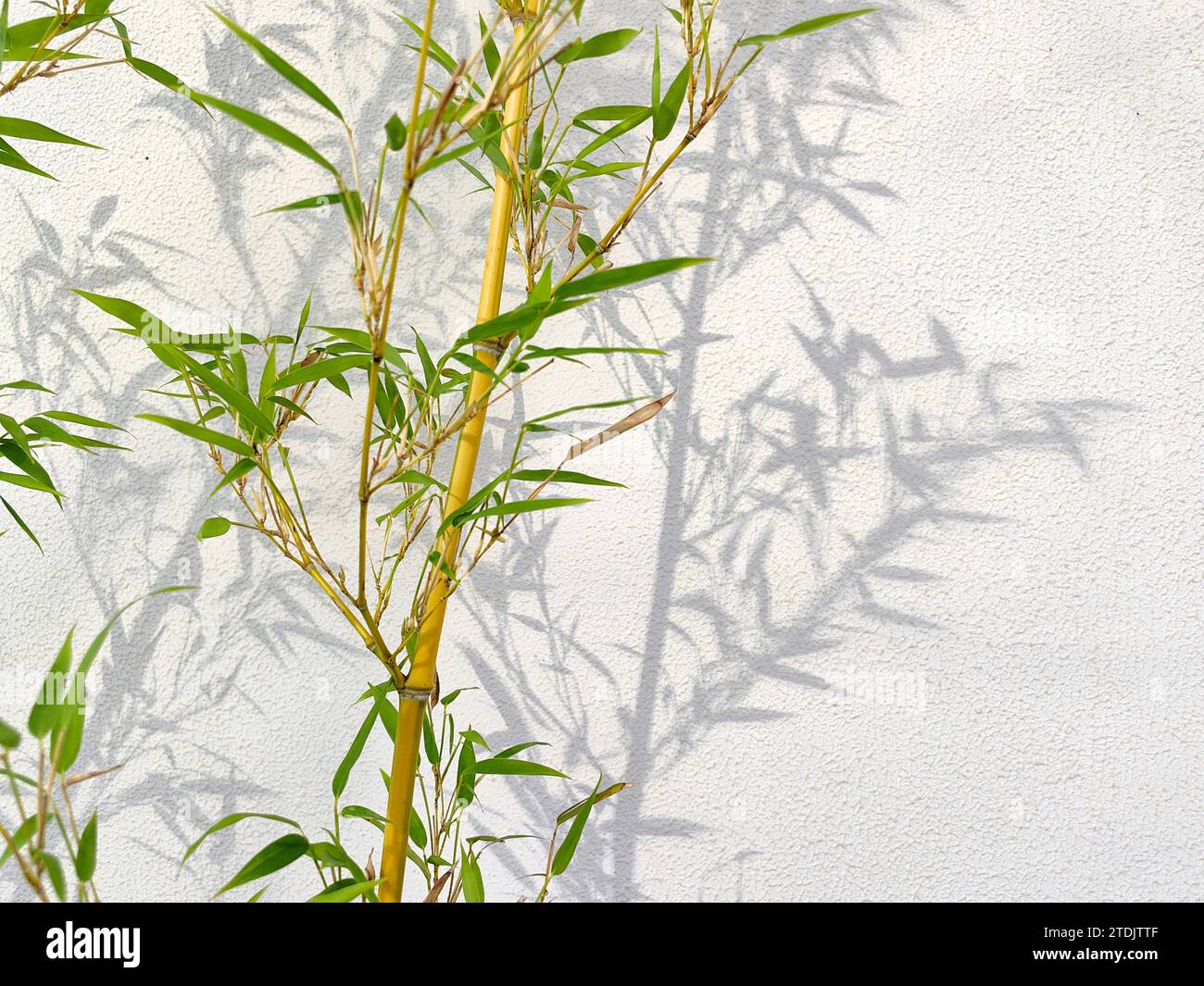 Bamboo in front of white background, bamboo shadow reflected on the white wall. Stock Photo