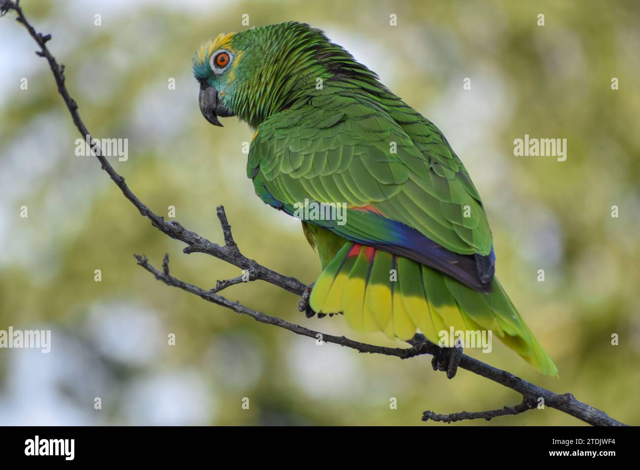blue-fronted amazon (Amazona aestiva) perching in the wild, Buenos Aires, Argentina Stock Photo