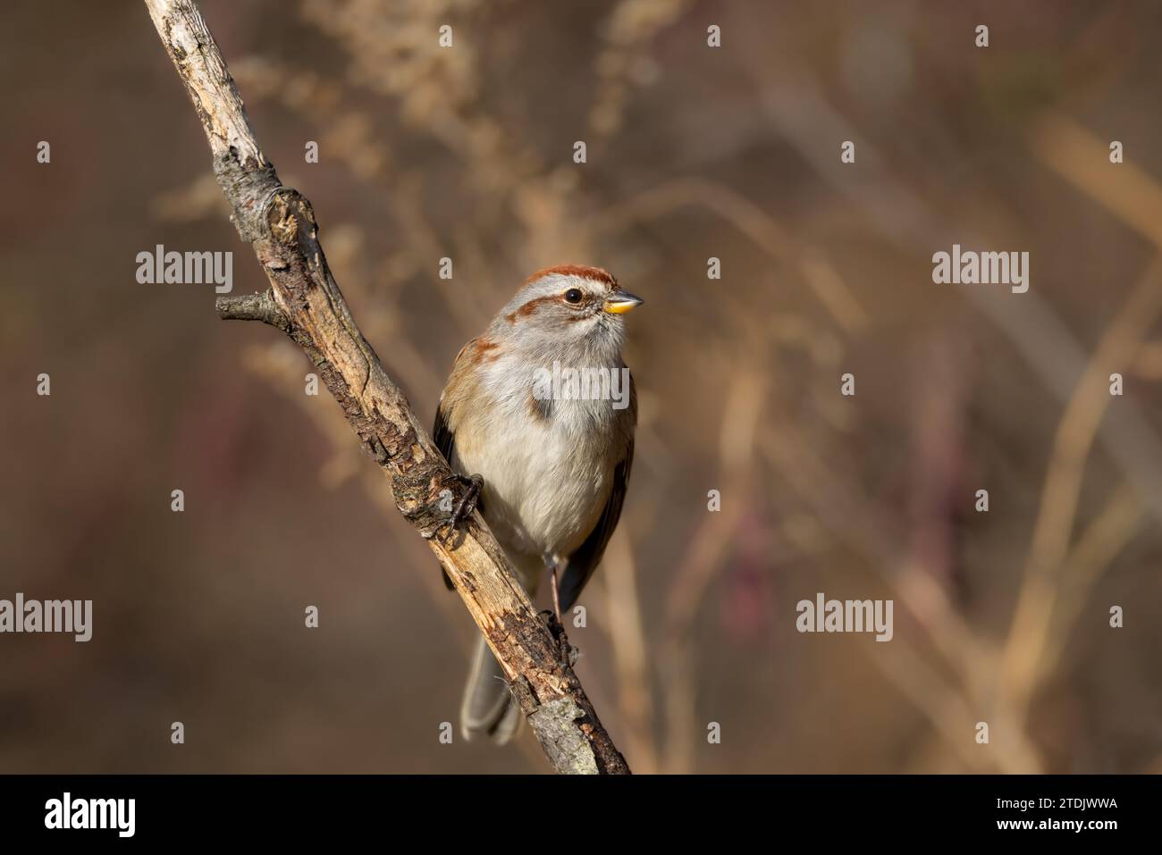 American tree sparrow is a small bird that frequents feeders Stock Photo