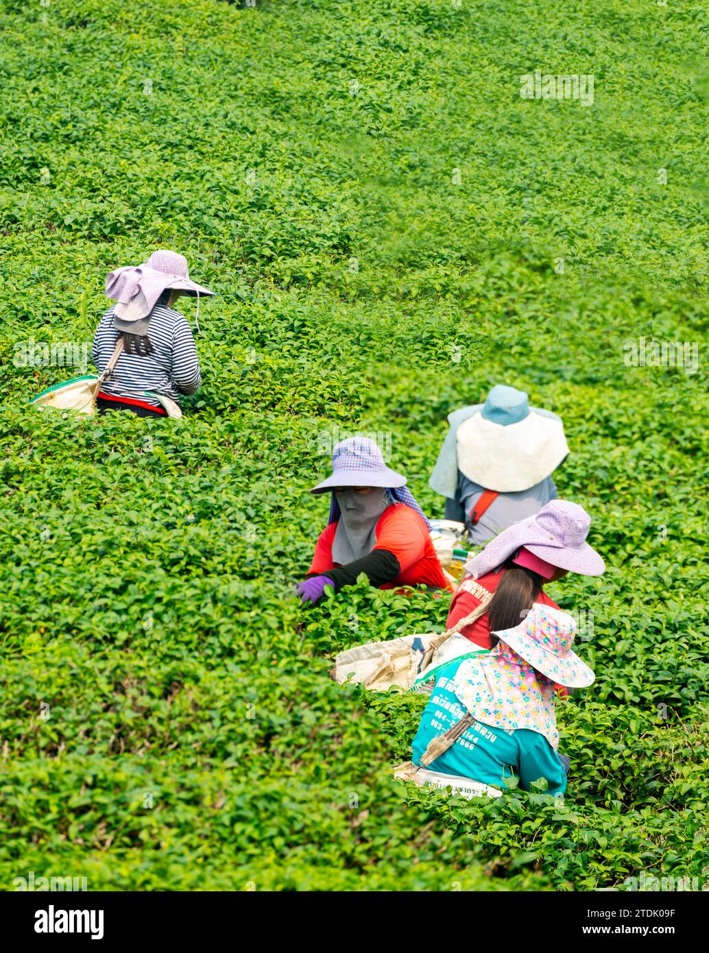 Mae Chan District, Chiang Rai,Thailand-March 30 2023: Tea pickers harvest leaves,during the smokey crop 'Burning Season' in the countryside,on the slo Stock Photo