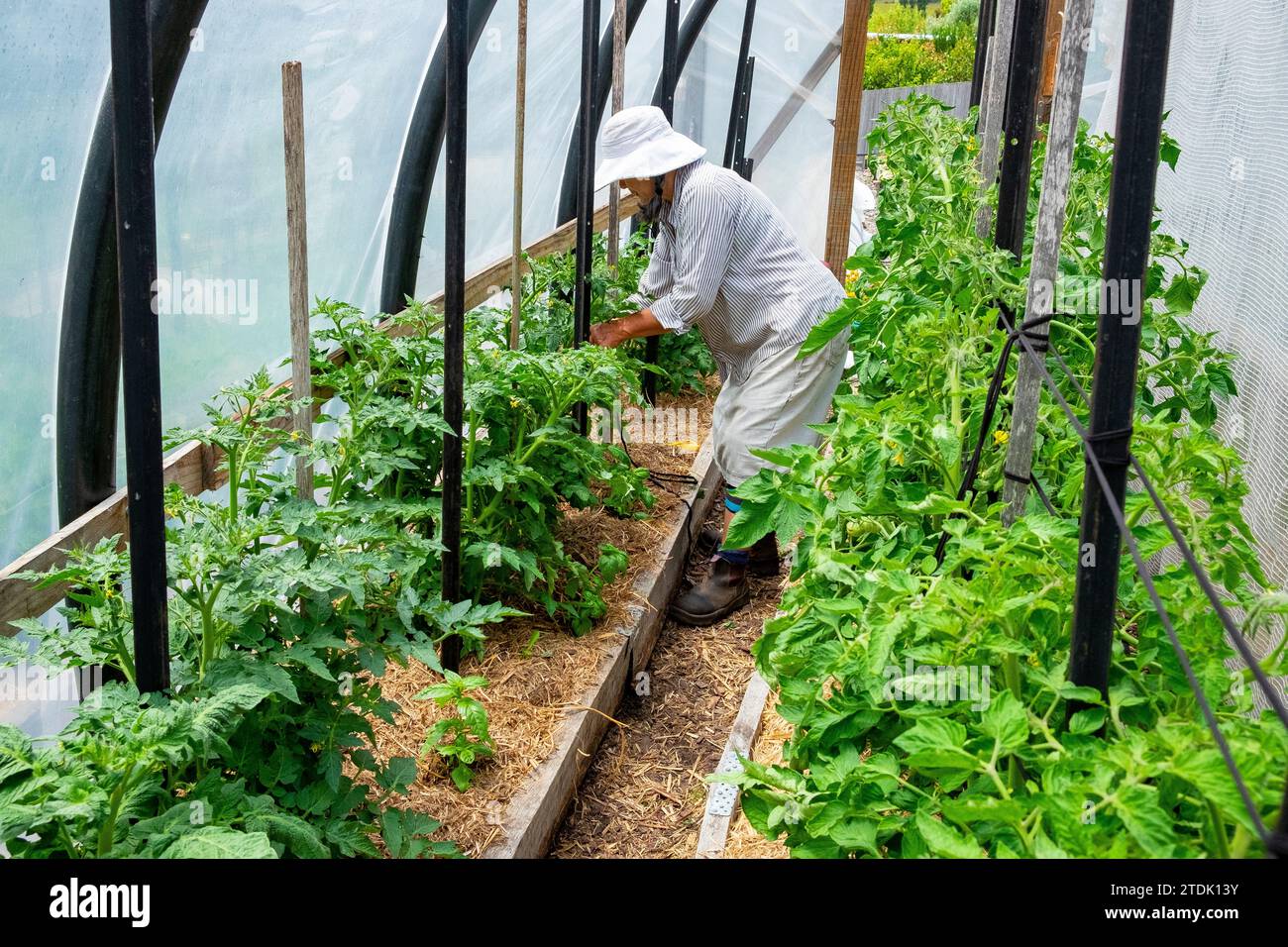 Organic gardener tying up healthy, vigorous, tomato plants to stakes