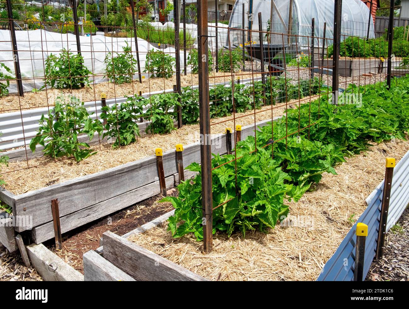 https://c8.alamy.com/comp/2TDK1C6/tomato-plants-in-raised-beds-supported-by-reinforcing-steel-grids-attached-to-star-pickets-mulched-with-sugar-cane-mulch-2TDK1C6.jpg