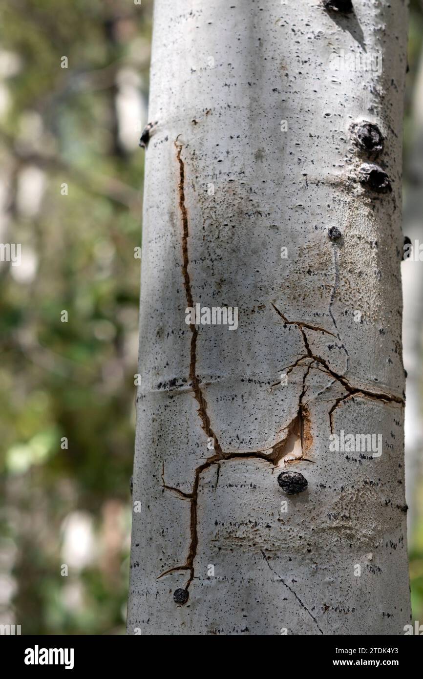 Stress crack in the trunk of an aspen tree caused when a microburst