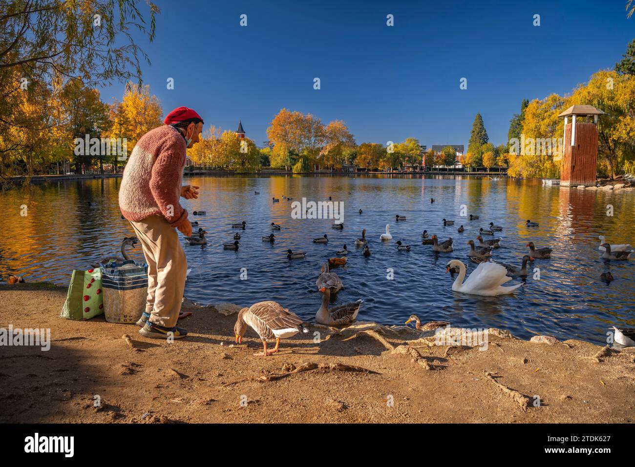 An elderly person feeding the ducks and geese at the Puigcerdà pond in