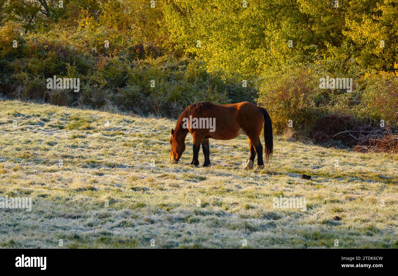 A horse in a field with frost in autumn near Ger (Cerdanya, Girona, Catalonia, Spain, Pyrenees) ESP: Un caballo en un campo con escarcha en otoño Stock Photo