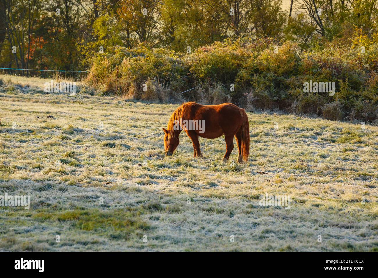A horse in a field with frost in autumn near Ger (Cerdanya, Girona, Catalonia, Spain, Pyrenees) ESP: Un caballo en un campo con escarcha en otoño Stock Photo