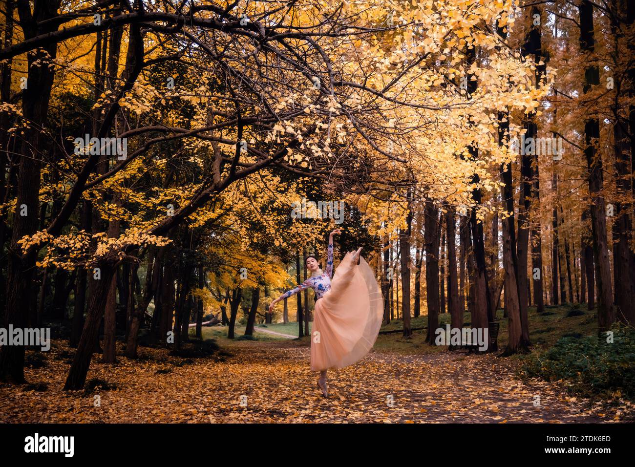 Asian dancers are dancing in the forest, the art of dancing in nature