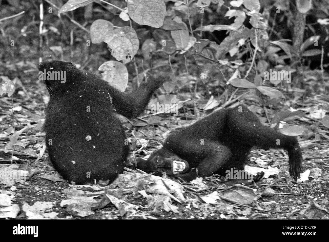 Juveniles of crested macaque (Macaca nigra) are having social activity by doing physical contacts on the ground in Tangkoko forest, North Sulawesi, Indonesia. A May 2023 research article wrote by a team of primatologists led Nia Parry-Howells, published by International Journal of Primatology, revealed that crested macaques with high 'sociability' and 'dominance' condition are most likely the individuals that are in 'well being' state. The research, though it was conducted in the zoo, confirmed the existence of a same pattern that occur to the individuals living in the wild, where social... Stock Photo