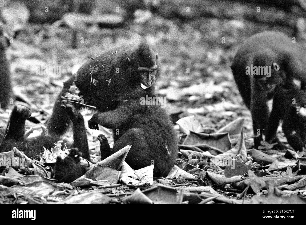 Juveniles of crested macaque (Macaca nigra) are having social activity by doing physical contacts on the ground in Tangkoko forest, North Sulawesi, Indonesia. A May 2023 research article wrote by a team of primatologists led Nia Parry-Howells, published by International Journal of Primatology, revealed that crested macaques with high 'sociability' and 'dominance' condition are most likely the individuals that are in 'well being' state. The research, though it was conducted in the zoo, confirmed the existence of a same pattern that occur to the individuals living in the wild, where social... Stock Photo
