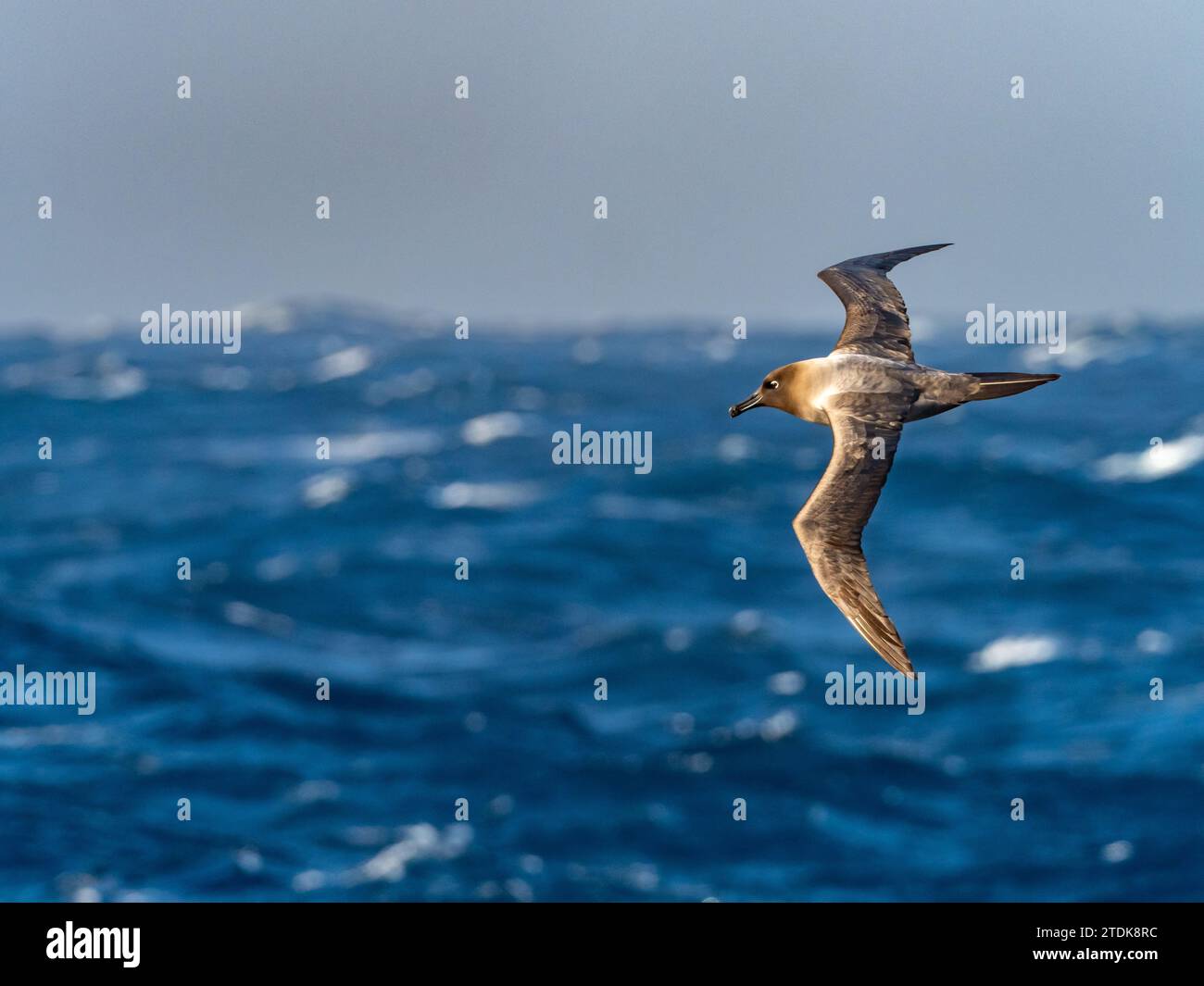 Light-mantled albatross, Phoebetria palpebrata, gliding over the ocean off the New Zealand subantarctic islands Stock Photo