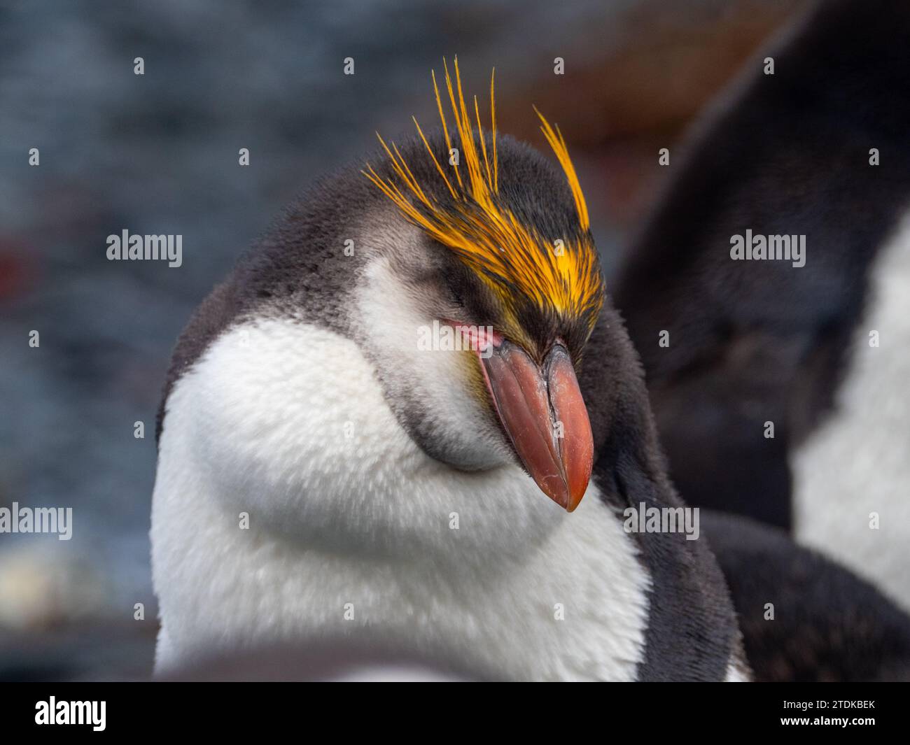 Royal Penguin, Eudyptes schlegeli, Macquarie Island, Australia Stock Photo