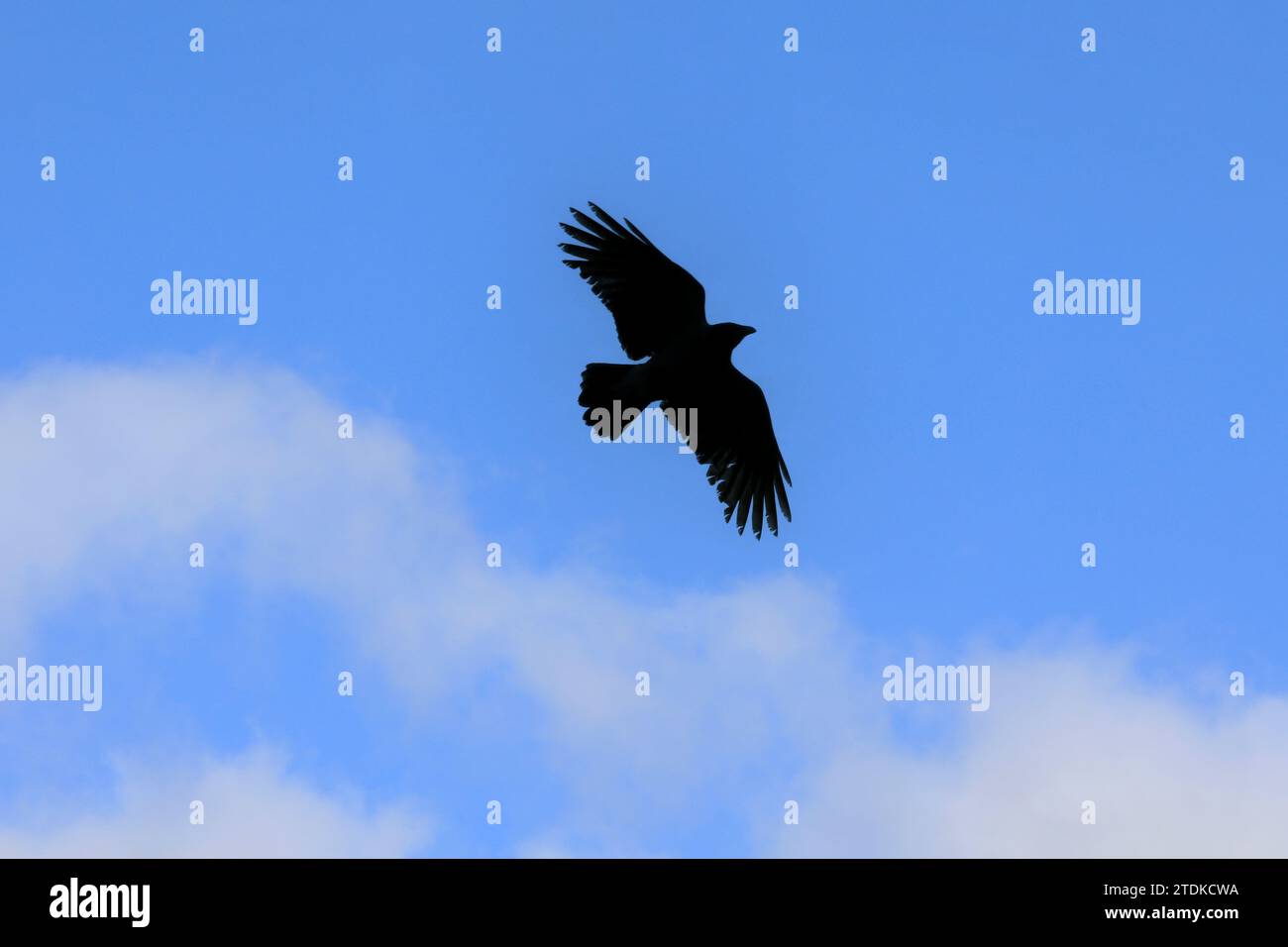 Crows Are Free 6. Hooded crow, Corvus cornix in flight against blue sky with white clouds. Stock Photo