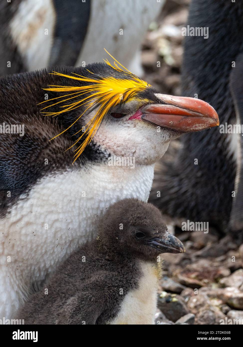 Royal Penguin, Eudyptes schlegeli, Macquarie Island, Australia Stock Photo