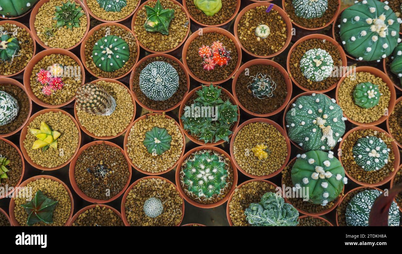 Top view of the cactus garden,Small potted plants greenhouse plant nursery and stores. Top View. Cacti or cactus, desert plant in many type and shape Stock Photo