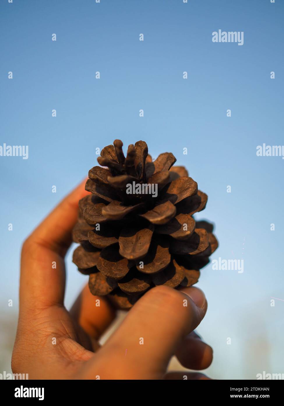Hand holding a giant pine cone. A closeup shot of a hand holding a pine cone. Close up of pinecone in a hand at forest with green nature background. Stock Photo