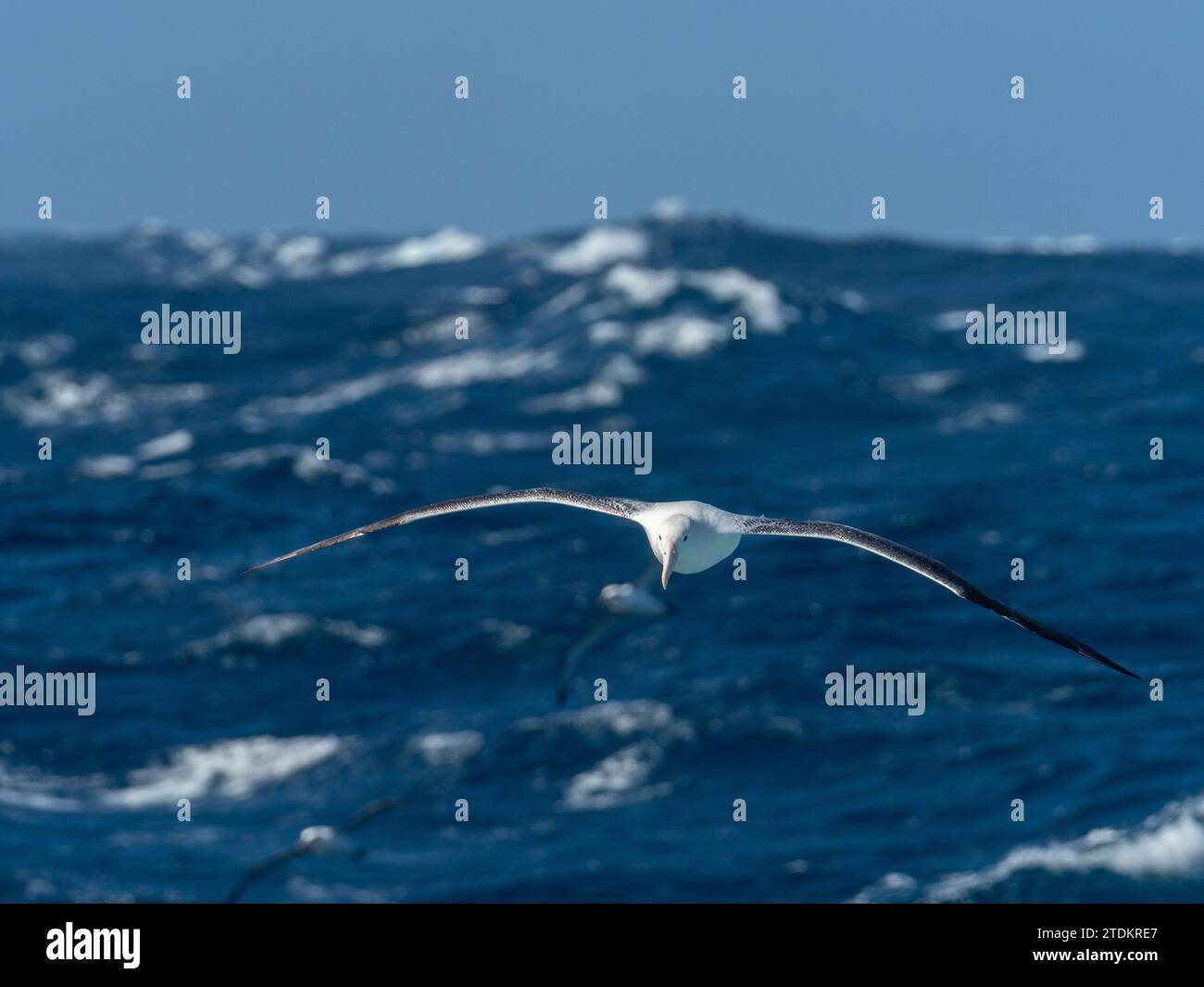 Southern royal albatross, Diomedea epomophora, gliding over the southern ocean off New Zealand Subantarctic islands Stock Photo