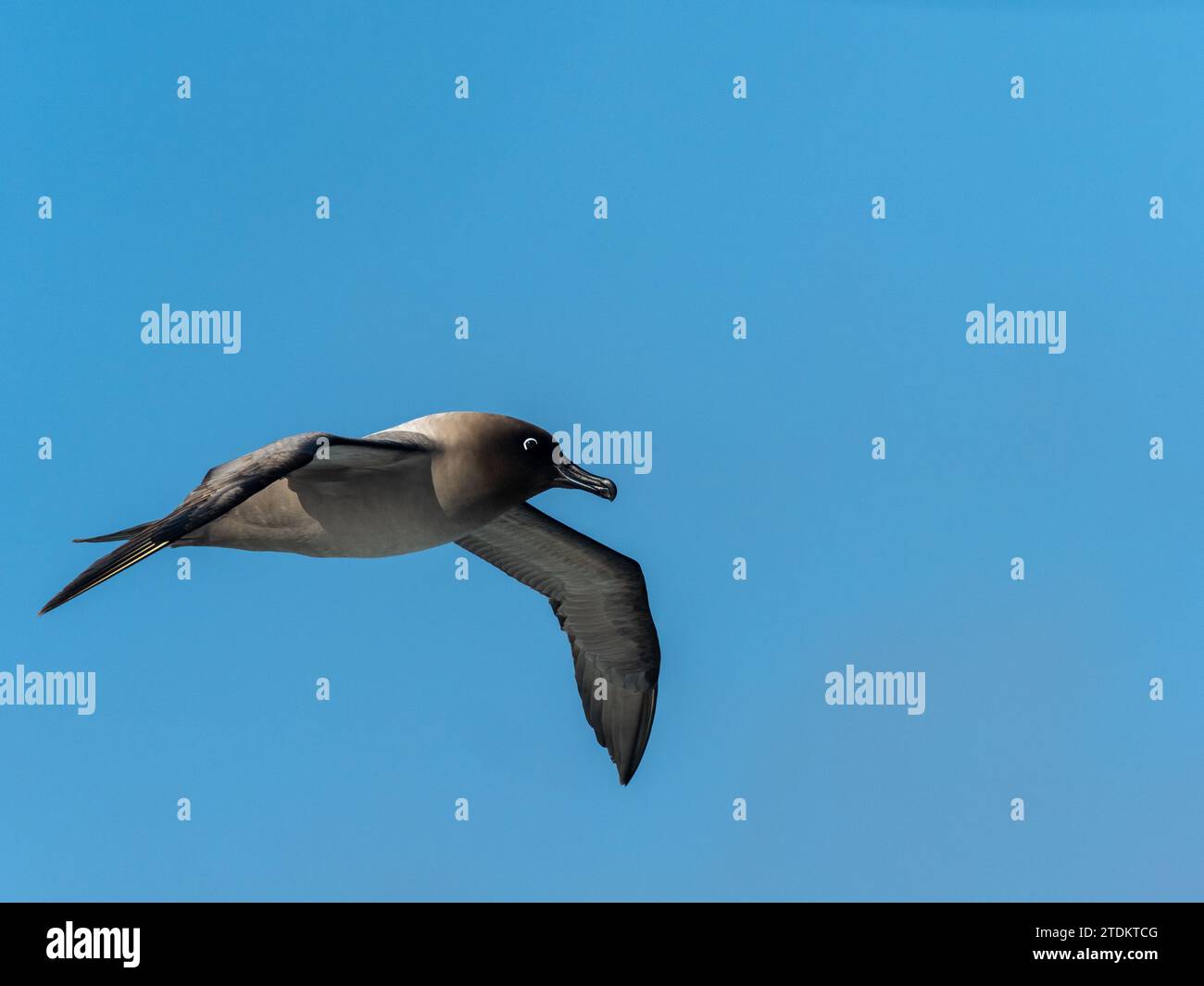 Light-mantled albatross, Phoebetria palpebrata, gliding in blue sky over the ocean off the New Zealand subantarctic islands Stock Photo