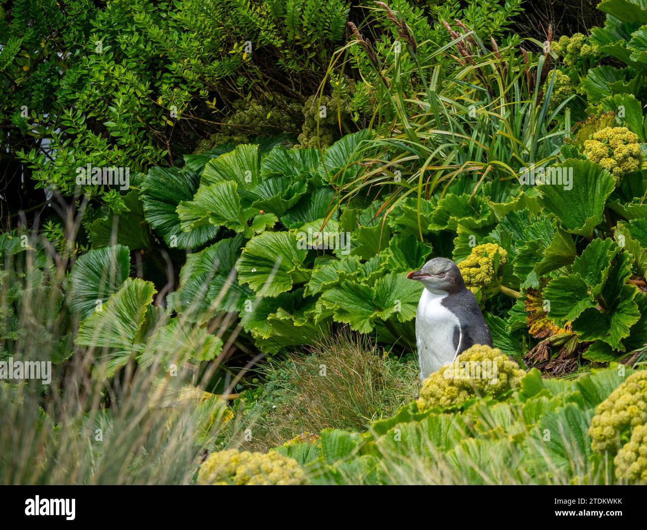 Yellow-eyed penguin, Megadyptes antipodes, in the megaherbs of Enderby Island, New Zealand Stock Photo