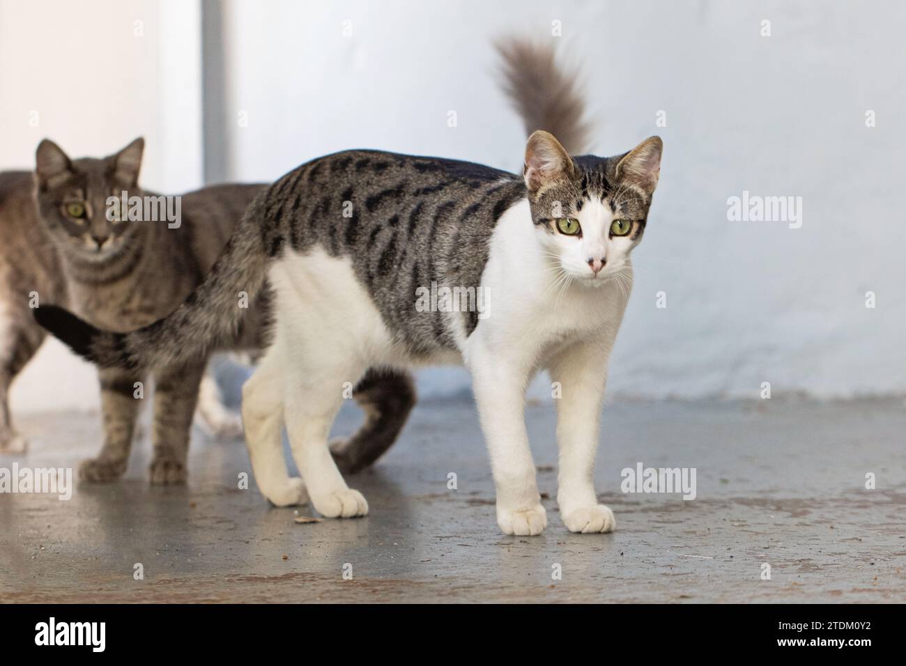 Cute cats in the courtyard Stock Photo