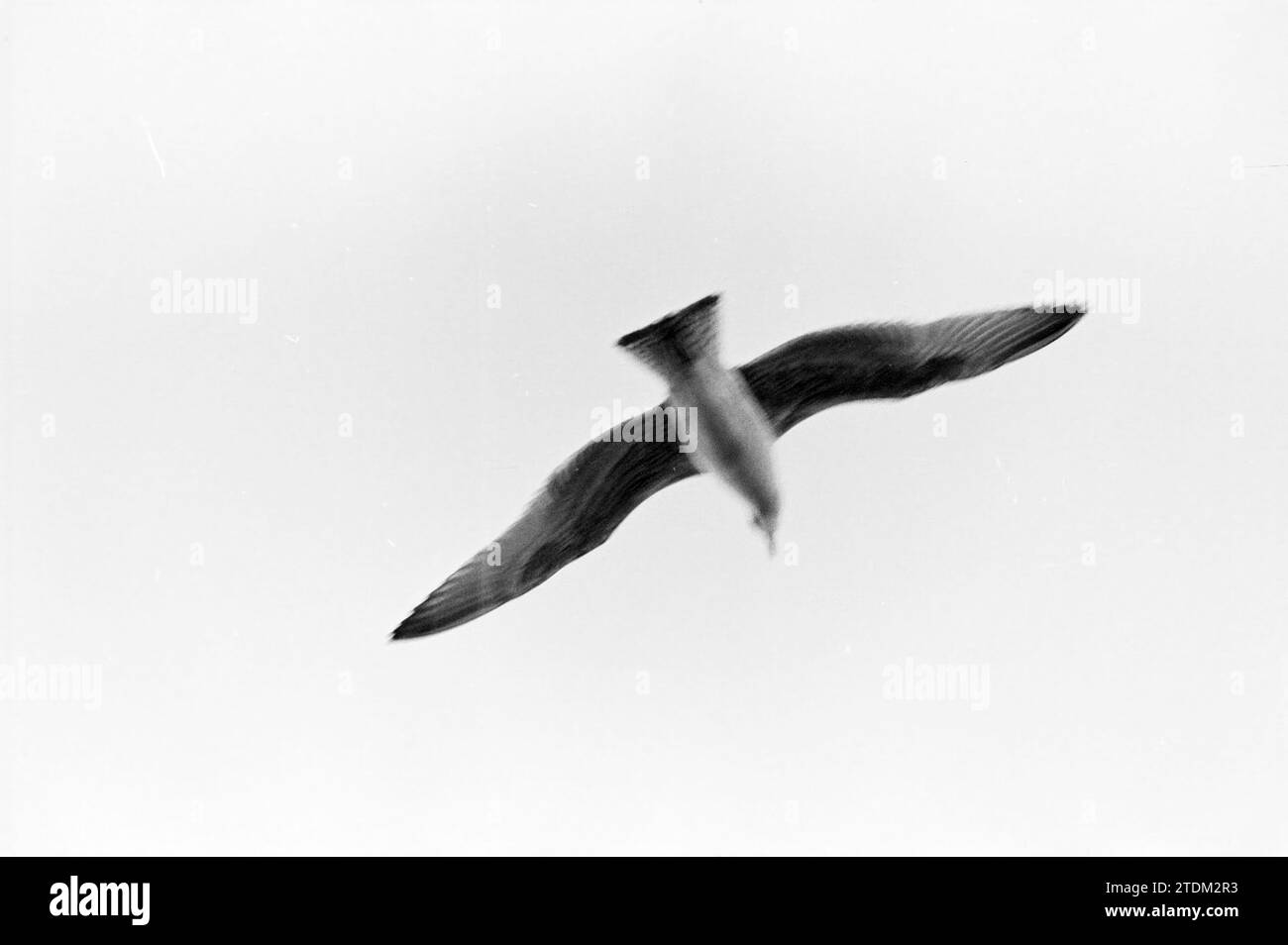 Seagull, Whizgle News from the Past, Tailored for the Future. Explore historical narratives, Dutch The Netherlands agency image with a modern perspective, bridging the gap between yesterday's events and tomorrow's insights. A timeless journey shaping the stories that shape our future Stock Photo