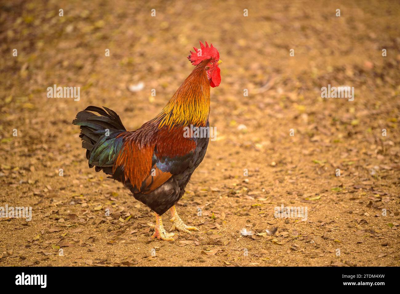 Gallo de corral hi-res stock photography and images - Alamy