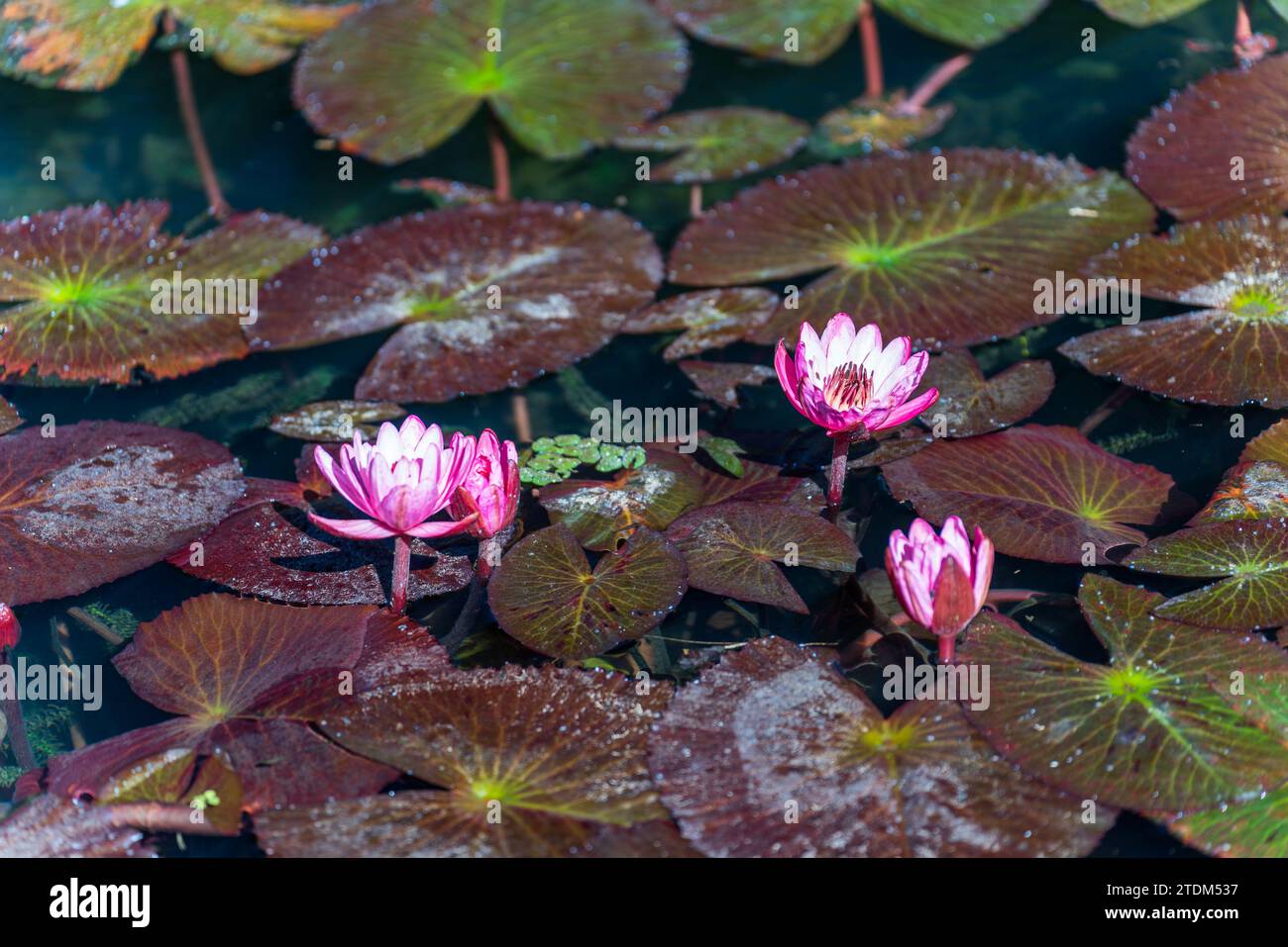 Giant water lilies on a pond hi-res stock photography and images - Alamy
