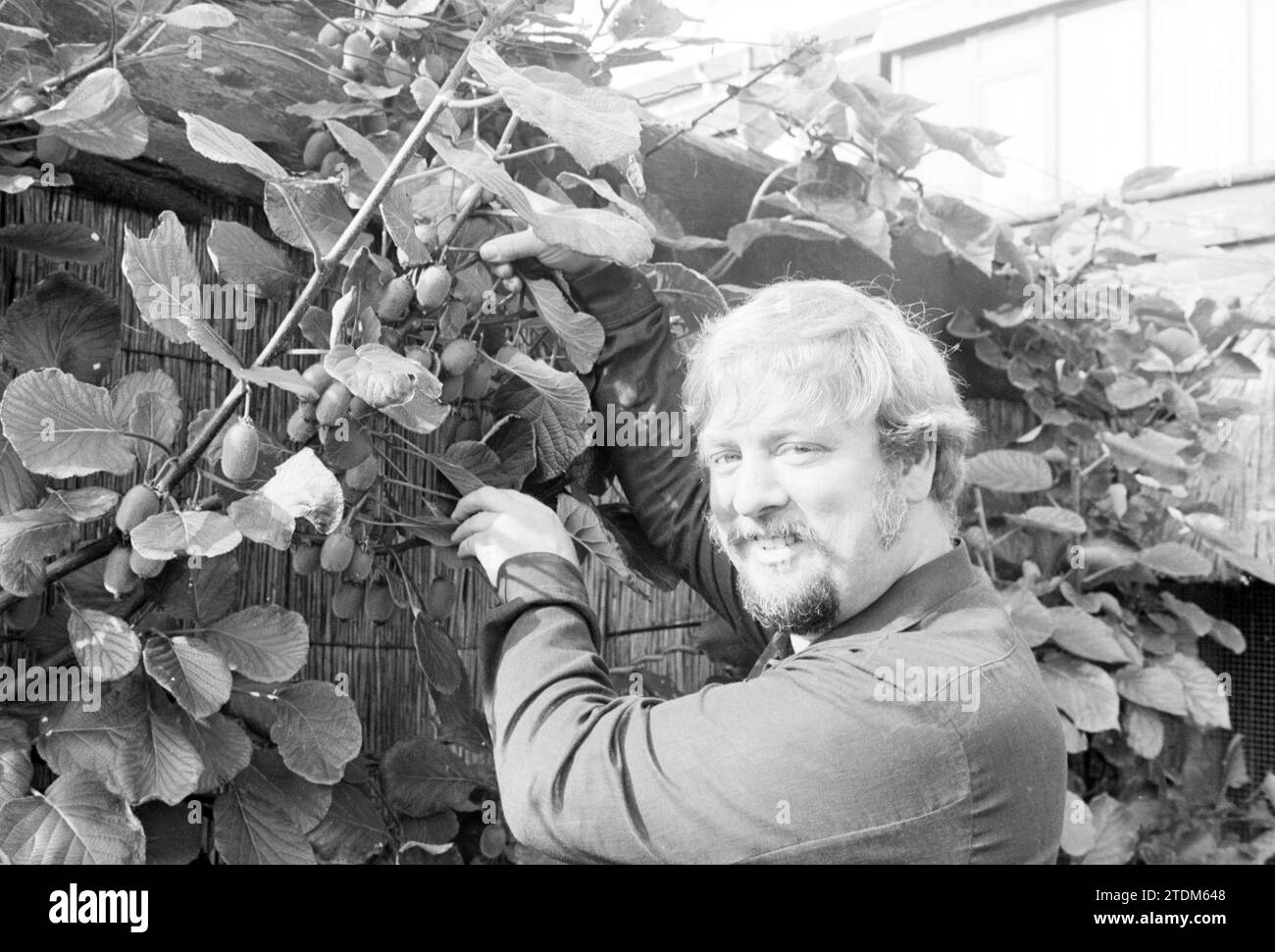 Mr Roosen with kiwi fruits on tree, Trees, Fruit, Persons, 18-09-1984, Whizgle News from the Past, Tailored for the Future. Explore historical narratives, Dutch The Netherlands agency image with a modern perspective, bridging the gap between yesterday's events and tomorrow's insights. A timeless journey shaping the stories that shape our future Stock Photo