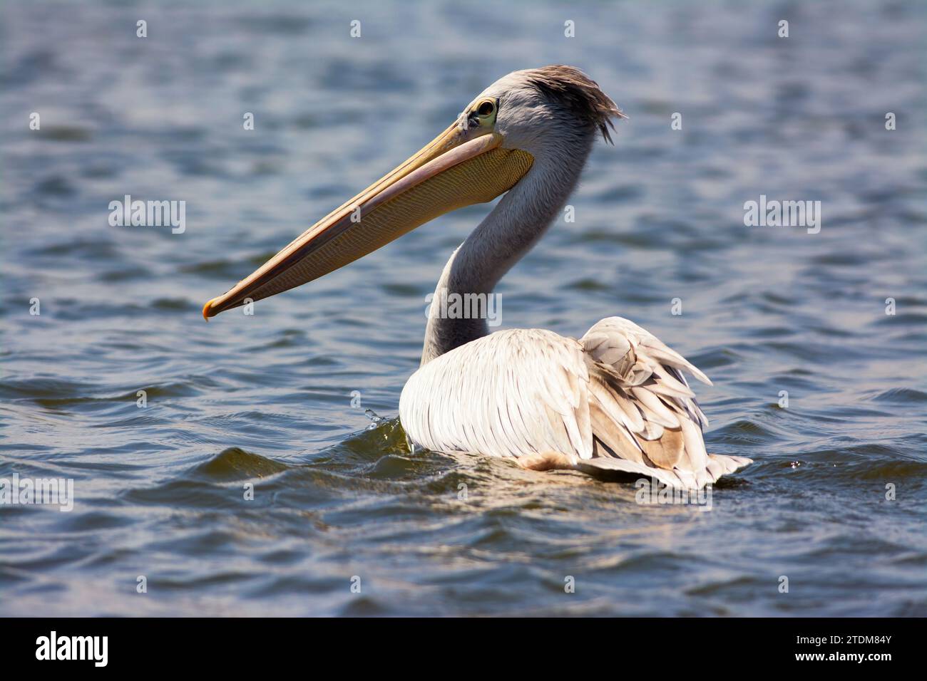 Great white pelican floating on Lake Naivasha, Kenya Stock Photo