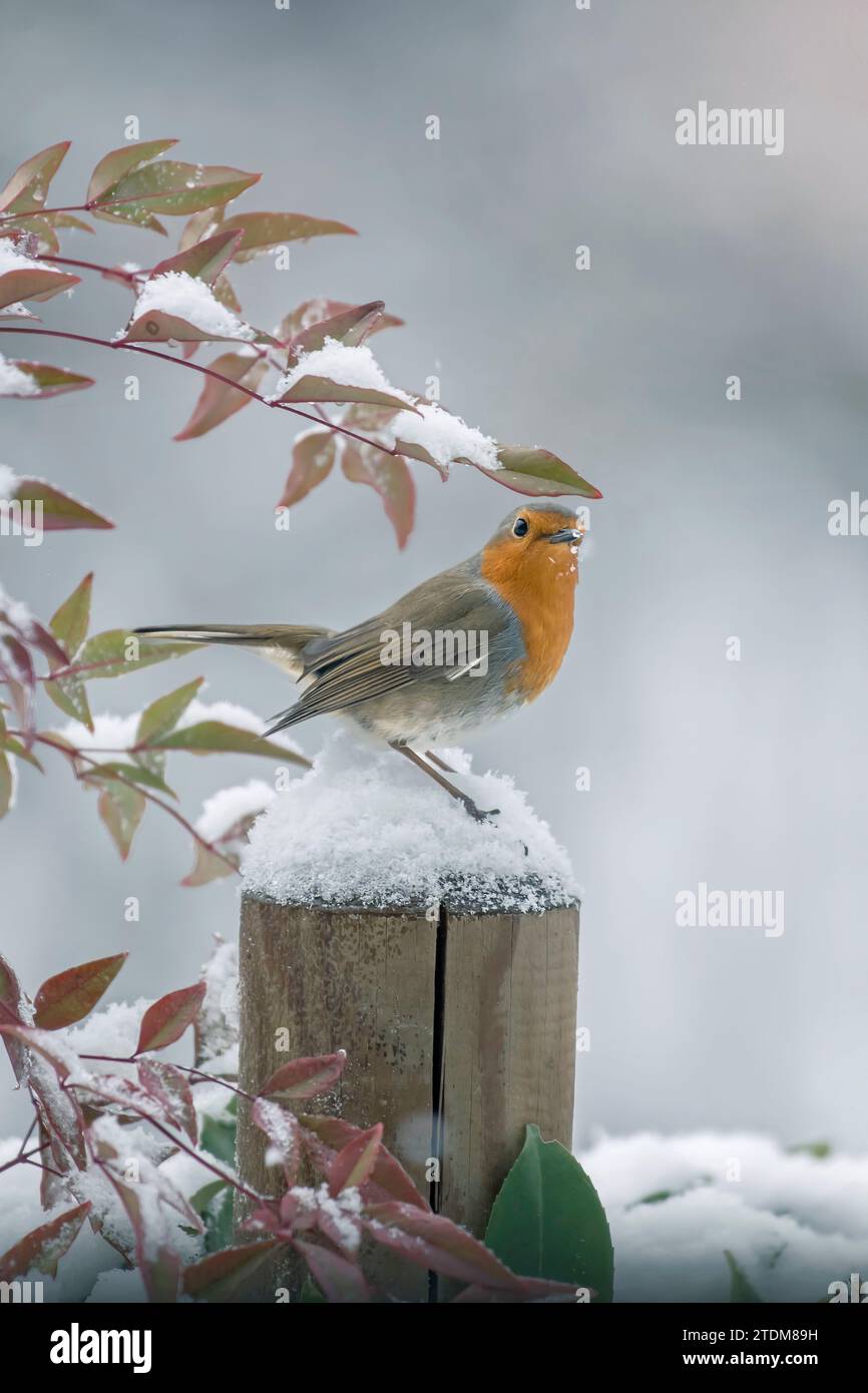 Robin redbreast (Erithacus rubecula) standing on a snowy post during snowfall in a typical Christmas atmosphere. Italy, Vertical. Stock Photo
