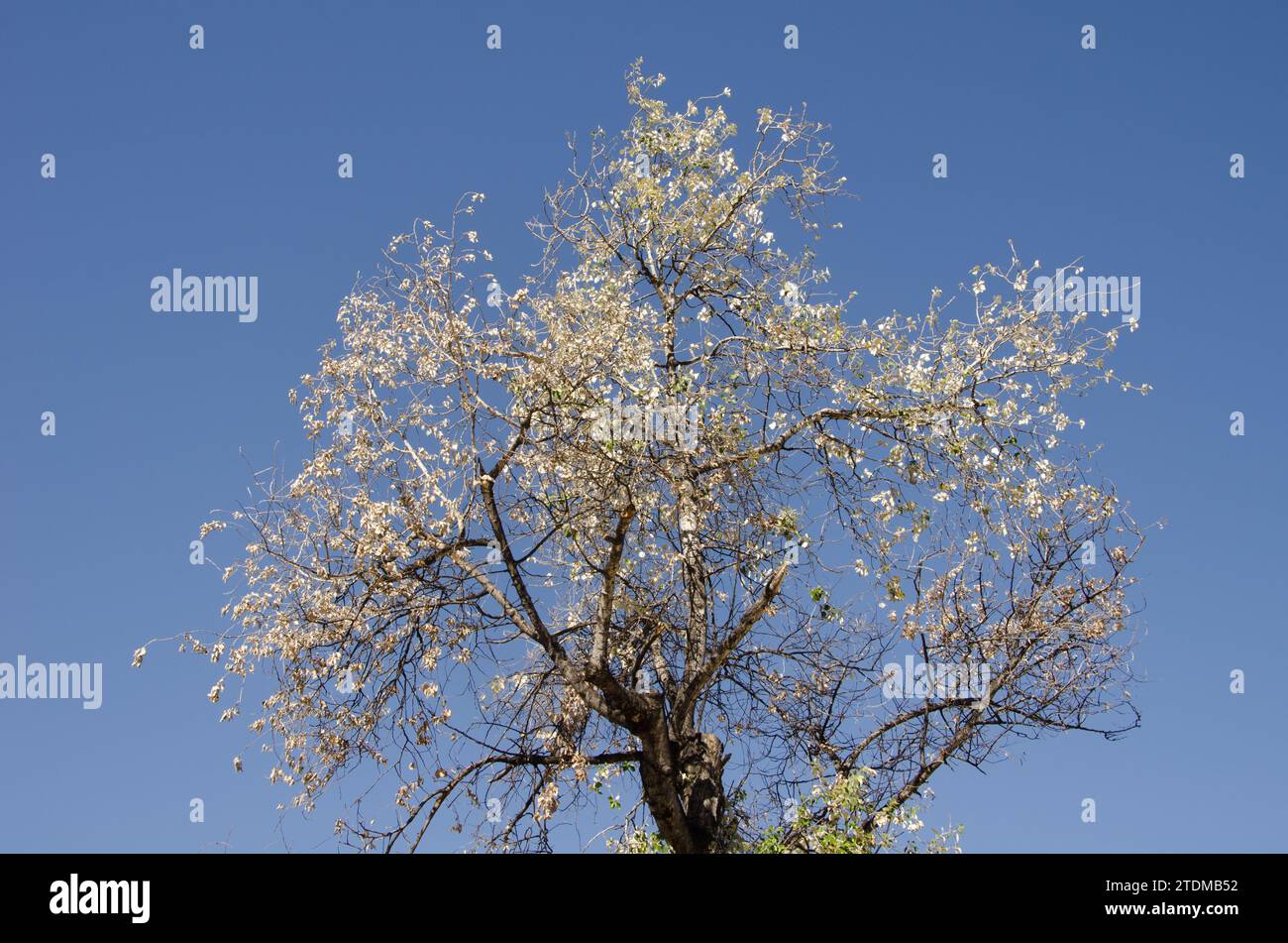 Silver poplar Populus alba. Alameda de Hercules. Seville. Andalusia. Spain. Stock Photo
