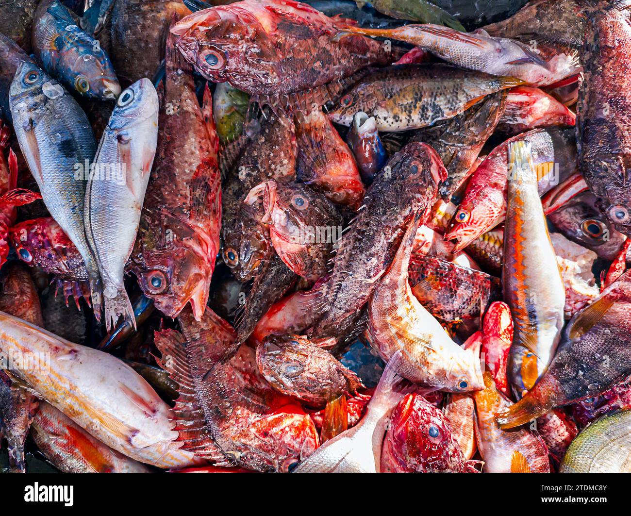 Fresh raw organic fish at a seafood market in Marseilles in France Stock Photo