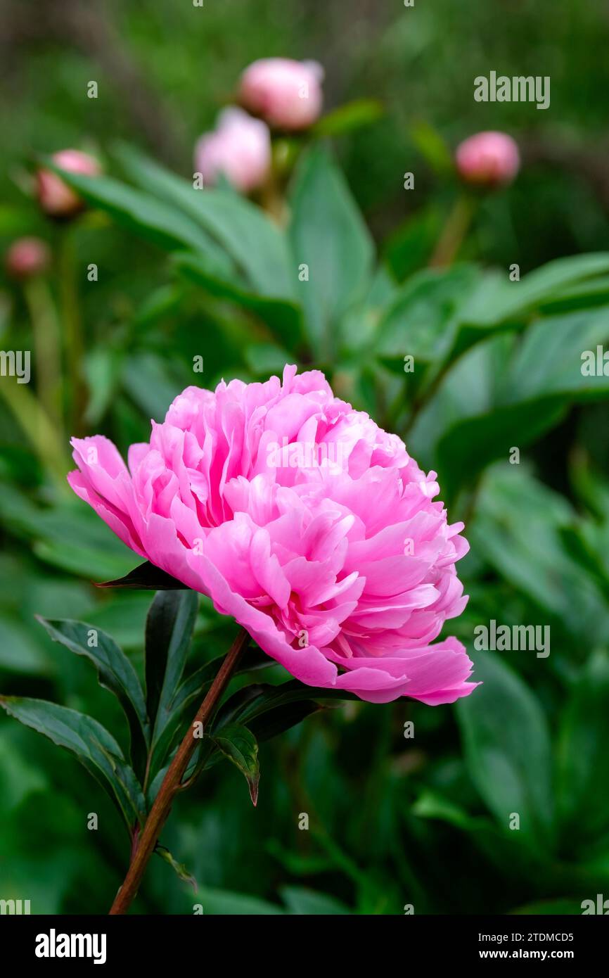 Pink Peony Sarah Bernhardt, double flowers in rose pink, ruffled white edge to the petals Stock Photo