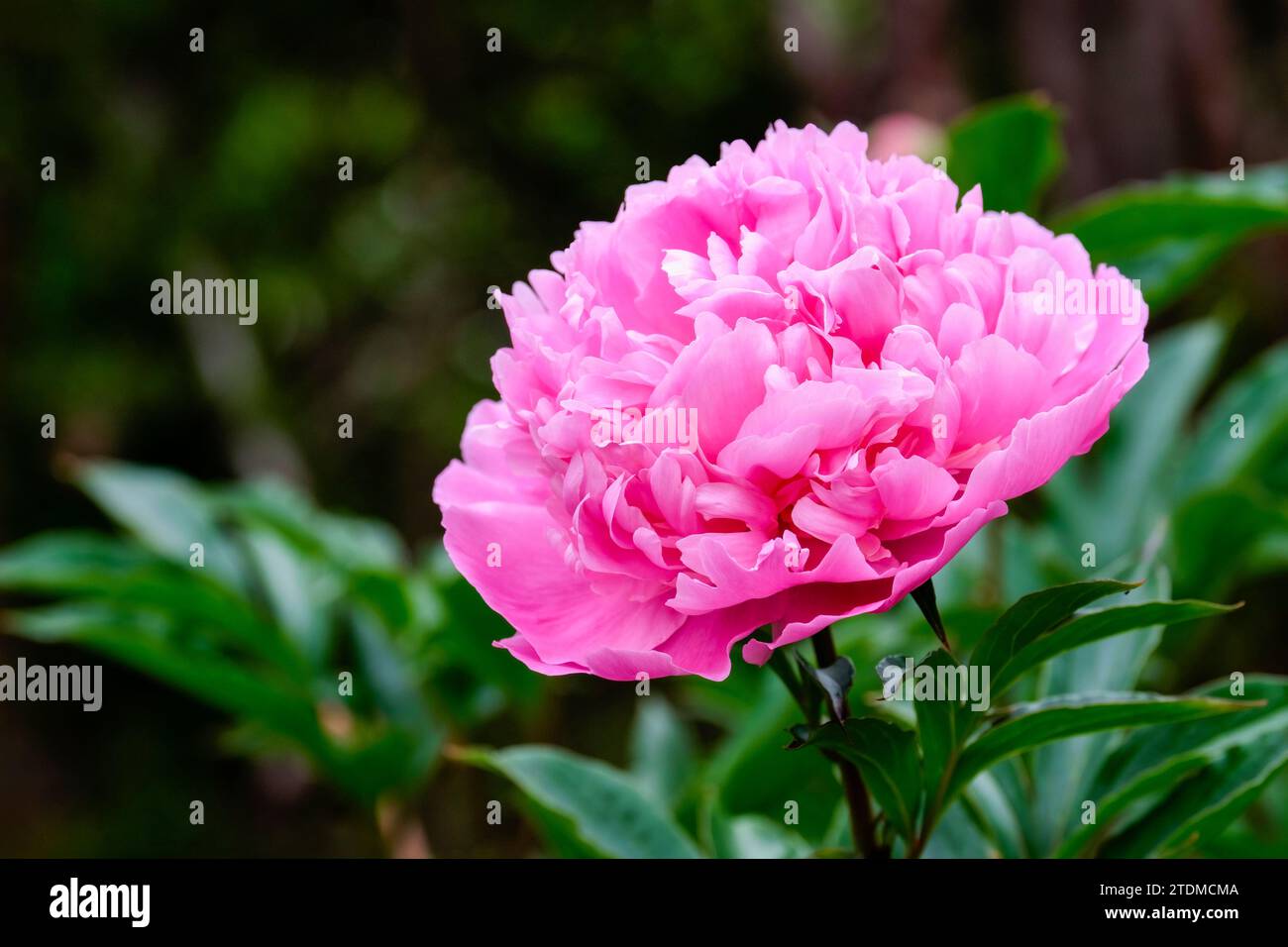 Pink Peony Sarah Bernhardt, double flowers in rose pink, ruffled white edge to the petals Stock Photo