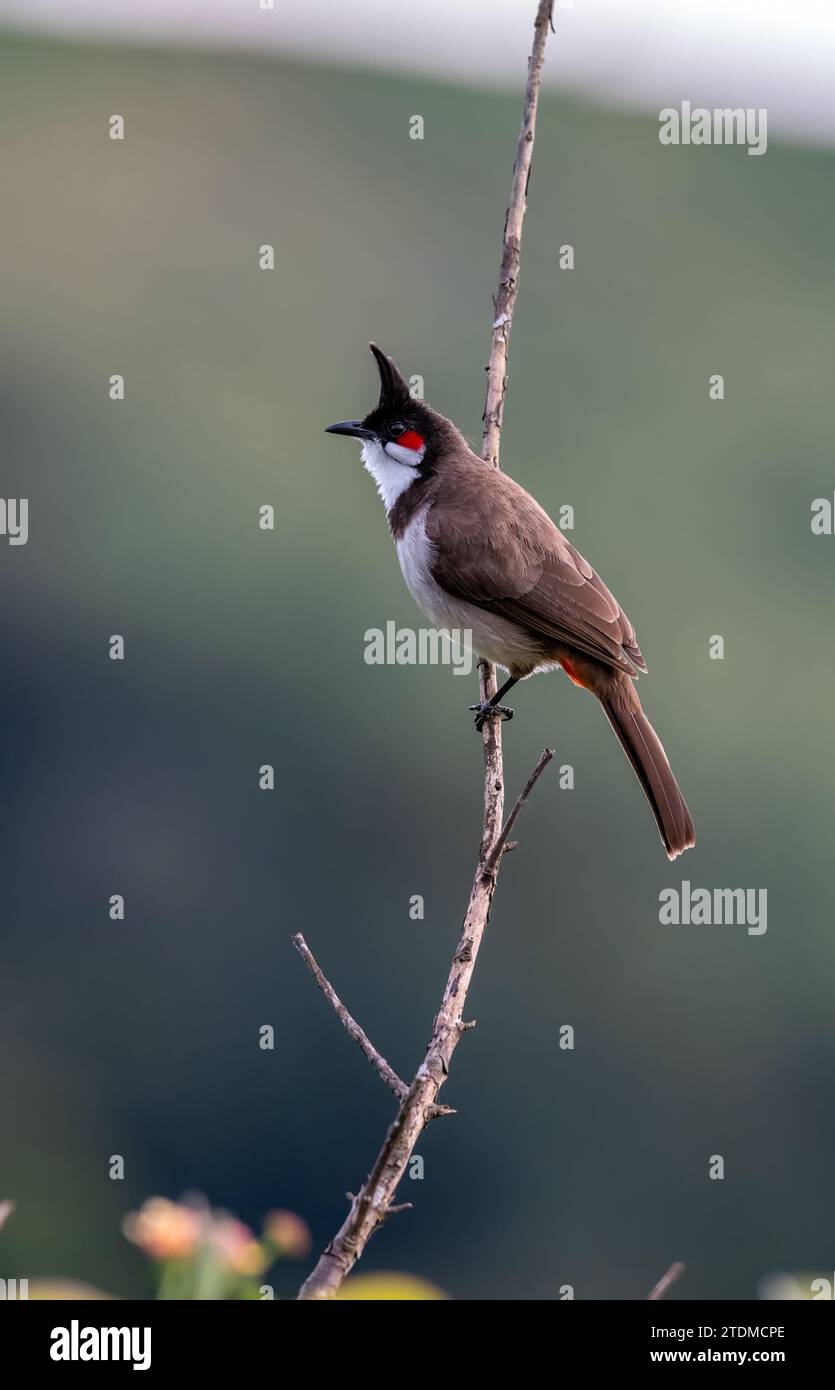 Capturing the Essence of Asian Avian Majesty: Explore the Vibrant World of Kerala's Birds with Gavi Ecotourism Stock Photo