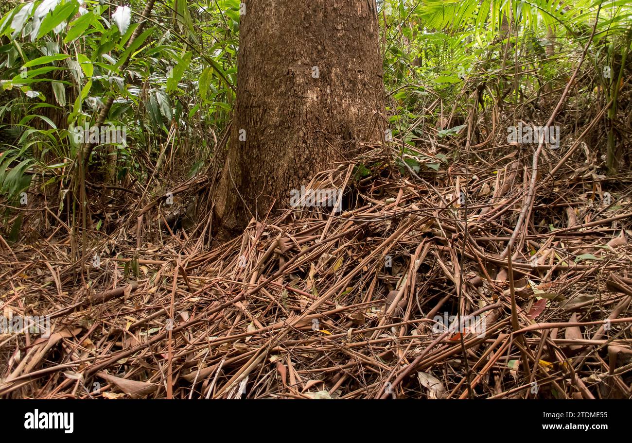 Brown, dry, organic debris covering floor of subtropical rainforest round base of trunk of gum tree (eucalyptus grandis). Queensland, Australia. Stock Photo