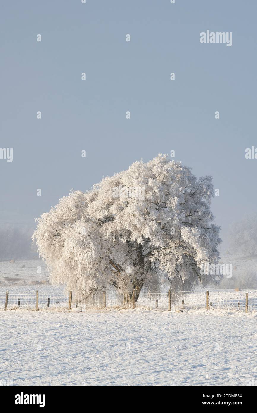 December snow, fog and hoar frost over a silver birch tree in the moray countryside. Morayshire, Scotland Stock Photo