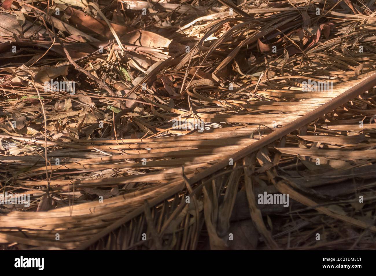 Close-up of fallen brown Bangalow palm fronds amongst  organic debris on lowland subtropcal rainforest floor, Queensland, Australia. Stock Photo